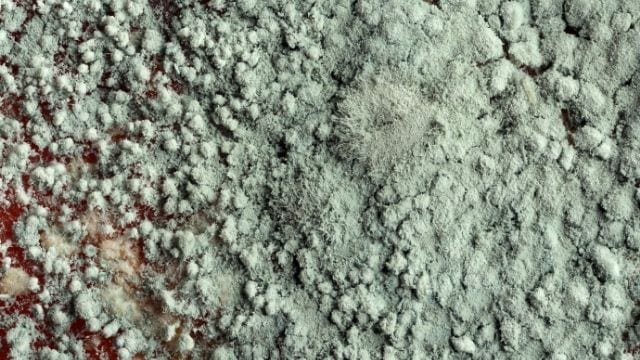 Mold Remediation in Orlando, Florida